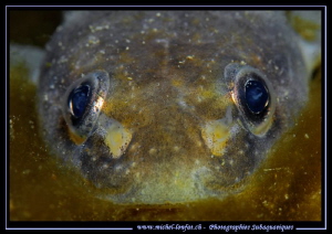 Face to face with this young Burbot, Eelpout - monday's n... by Michel Lonfat 